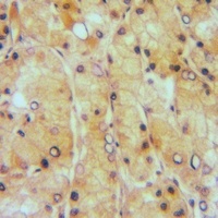 EDG6 Rabbit Polyclonal Antibody