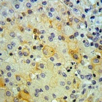 SNX4 Rabbit Polyclonal Antibody