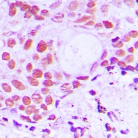 TIF1 alpha Rabbit Polyclonal Antibody