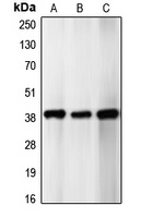 p39 Rabbit Polyclonal Antibody