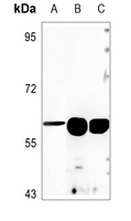 ANGPTL1 Rabbit Polyclonal Antibody