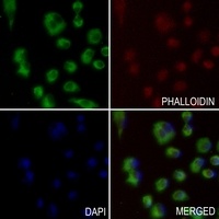 ANGPTL1 Rabbit Polyclonal Antibody
