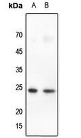 Claudin 10 Antibody