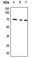 AIFM1 Antibody