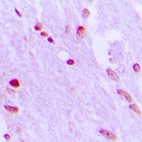 AIFM1 Antibody
