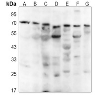 NEURL1 Rabbit Polyclonal Antibody
