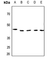 BUB3 Rabbit Polyclonal Antibody