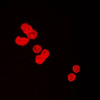 BUB3 Rabbit Polyclonal Antibody