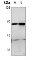 GPR50 Rabbit Polyclonal Antibody