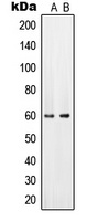 PAHT Antibody