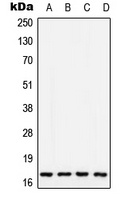COX5A Rabbit Polyclonal Antibody