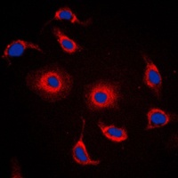 FXR2 Antibody