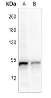 RIN1 Rabbit Polyclonal Antibody