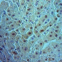 RIN1 Rabbit Polyclonal Antibody
