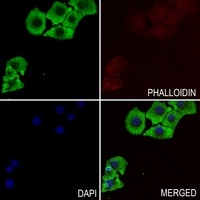 RIN1 Rabbit Polyclonal Antibody