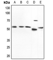 Nephrocystin 5 Rabbit Polyclonal Antibody