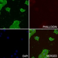 GPRIN2 Rabbit Polyclonal Antibody