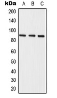 Semaphorin 3E Rabbit Polyclonal Antibody
