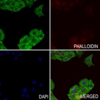 Semaphorin 3E Rabbit Polyclonal Antibody