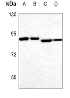 ELMO1 Rabbit Polyclonal Antibody
