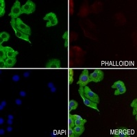 ELMO1 Rabbit Polyclonal Antibody