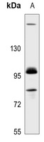 GAB2 Rabbit Polyclonal Antibody