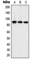 ZC3H11A Rabbit Polyclonal Antibody