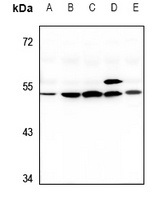 G3BP2 Antibody