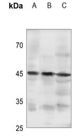 GPR105 Rabbit Polyclonal Antibody
