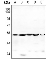 ENDOGL1 Antibody