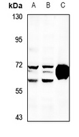 OXSR1 Rabbit Polyclonal Antibody