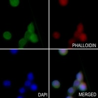 BIM Rabbit Polyclonal Antibody