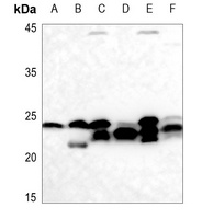 Cyclophilin F Antibody