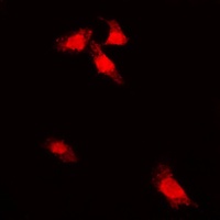 G3BP1 (Phospho-S232) Antibody