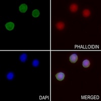 KCNMB2 Rabbit Polyclonal Antibody