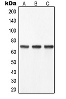 YAP1 Rabbit Polyclonal Antibody