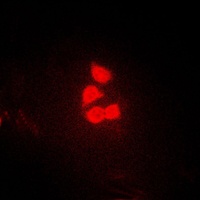 YAP1 Rabbit Polyclonal Antibody
