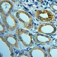 PGRMC2 Rabbit Polyclonal Antibody