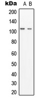 TUBGCP3 Antibody