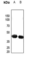 PECI Rabbit Polyclonal Antibody