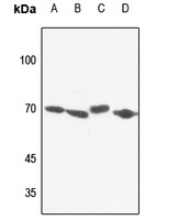 NXF1 Rabbit Polyclonal Antibody