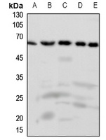 FAST Kinase Rabbit Polyclonal Antibody