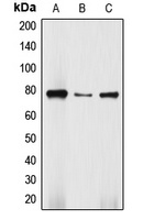 DBF4 Rabbit Polyclonal Antibody