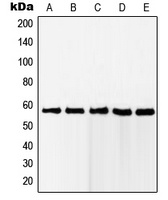 RAB11FIP2 Rabbit Polyclonal Antibody