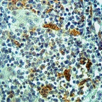 RAB11FIP2 Rabbit Polyclonal Antibody