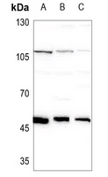 RBM34 Rabbit Polyclonal Antibody