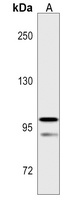 ABCA5 Rabbit Polyclonal Antibody