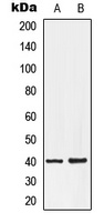 EDG7 Rabbit Polyclonal Antibody