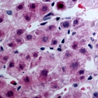 EDG7 Rabbit Polyclonal Antibody