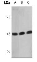 Ataxin 10 Rabbit Polyclonal Antibody
